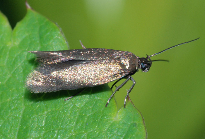 Gelechiidae 18